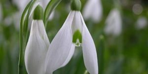 snowdrop-part-open-m-barton-wtml