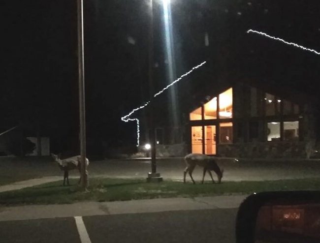 towndeercrpd