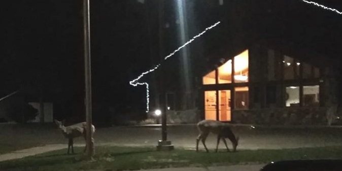 towndeercrpd
