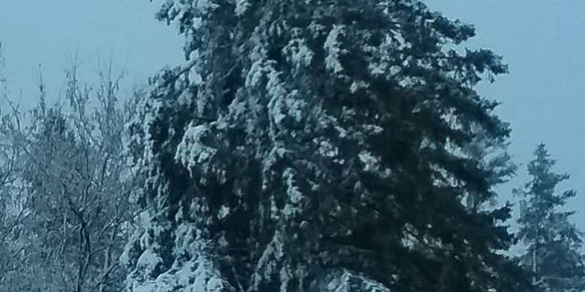 treeformarie (2)