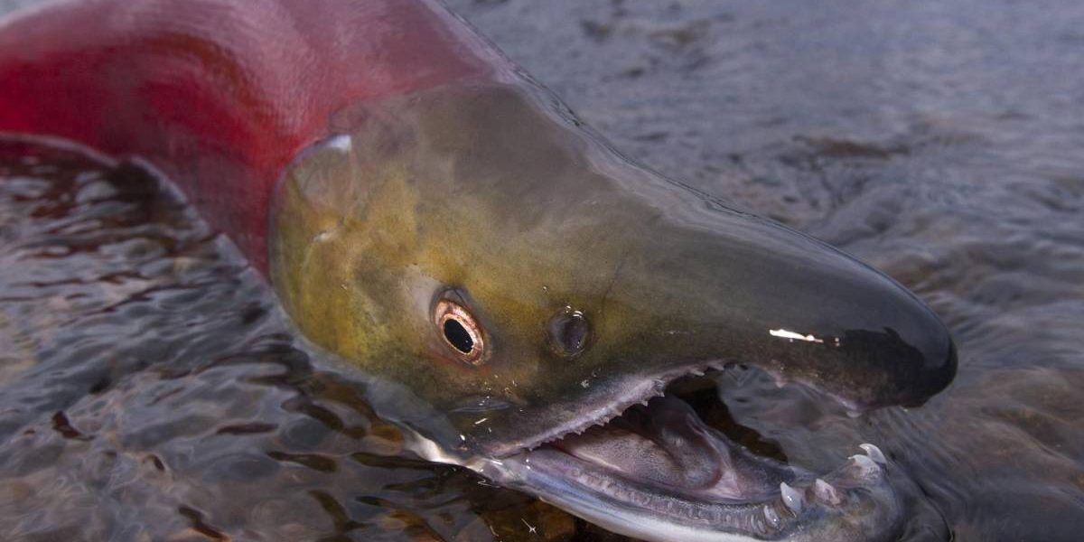 salmon1