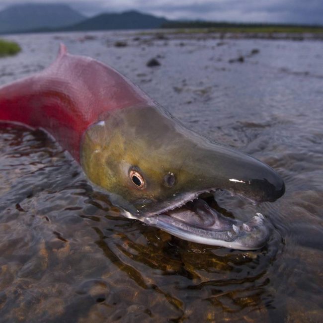 salmon1