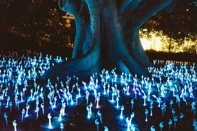 faeforest