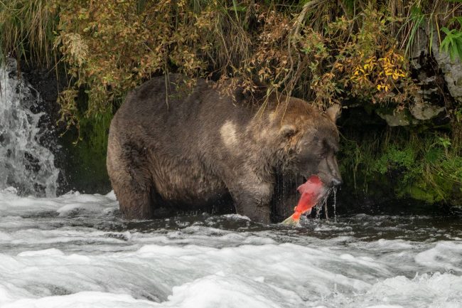 OTIS2021FatBearWeekWinner